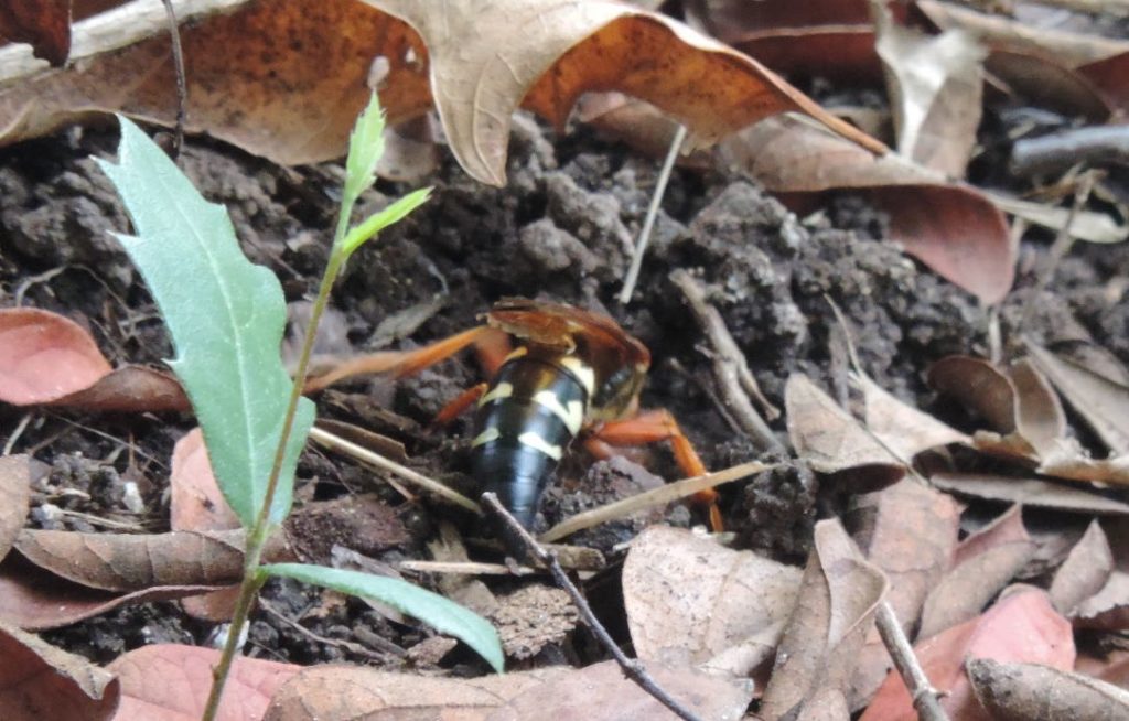 Cicada Killing Wasp