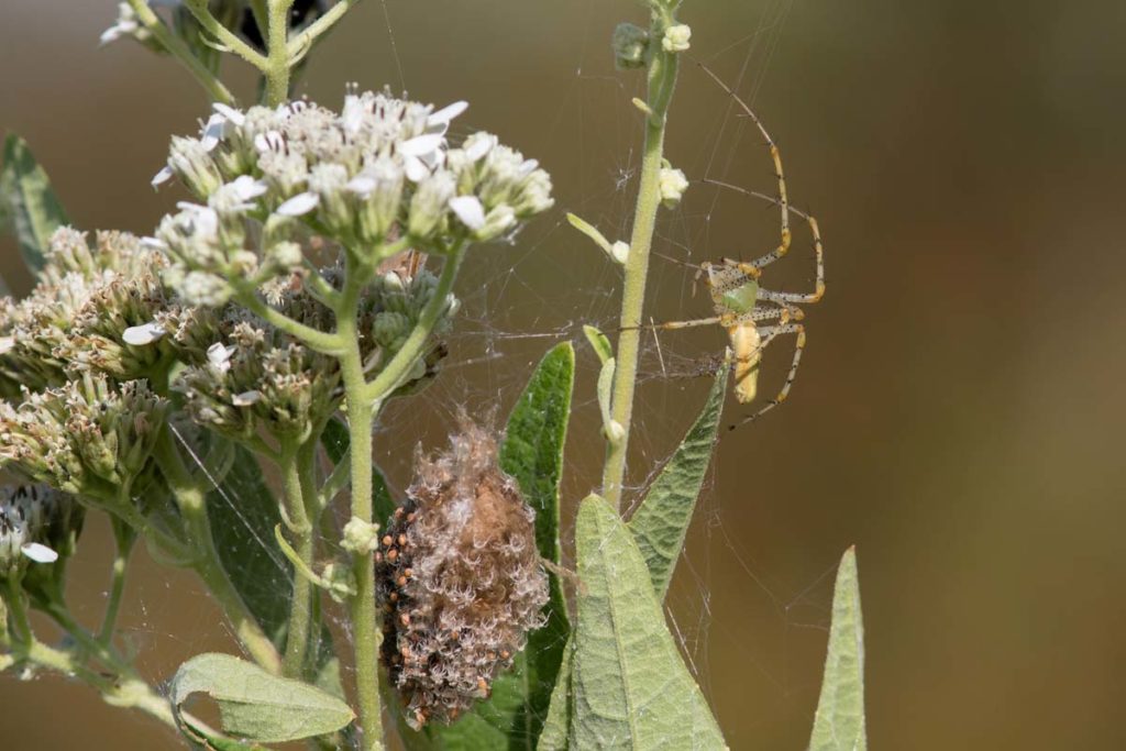 Green Lynx Spider and Eggs