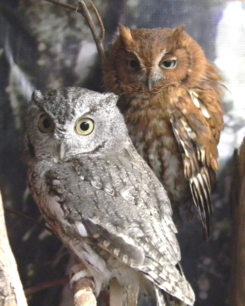 Screech Owls
