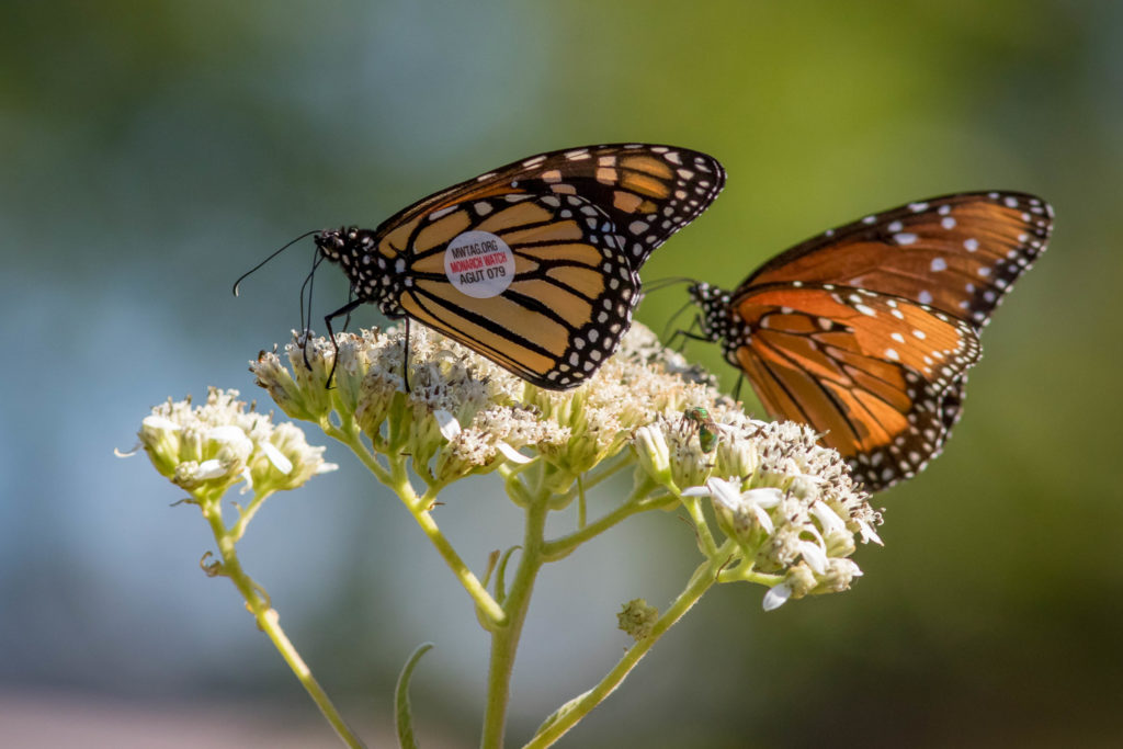 butterfly on blooming plant