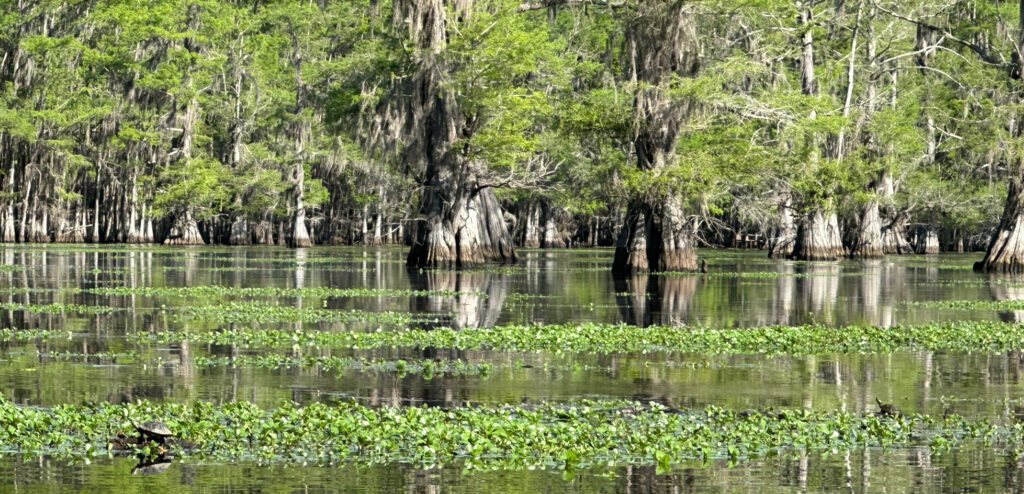 Caddo Lake turtles sunbathing.