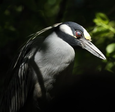 Yellow Crowned Night Heron