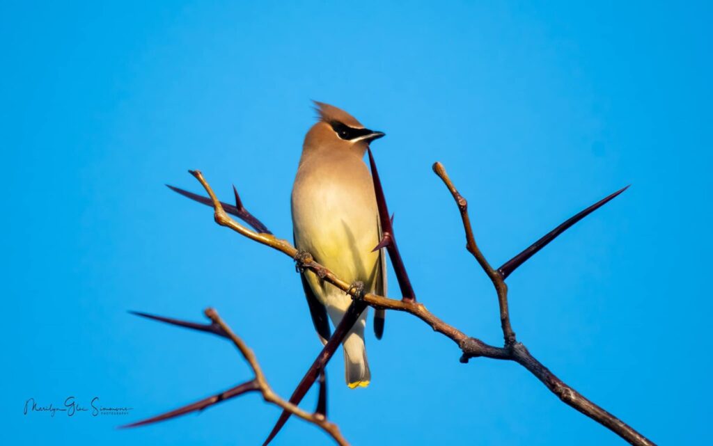 Cedar Waxwing by Donnie Simmons