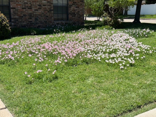 Evening Primrose Pocket Prairie